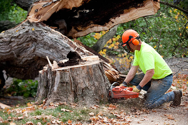 Leaf Removal Services in Elkland, PA